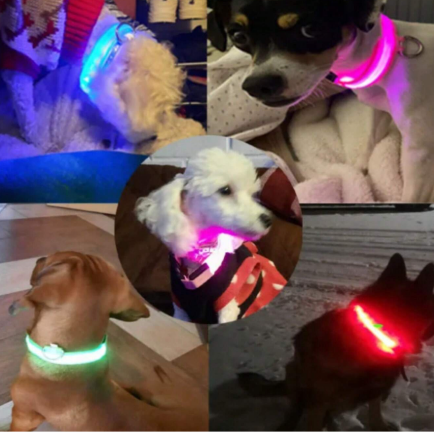 Collar Luminoso LED Recargable para Mascotas